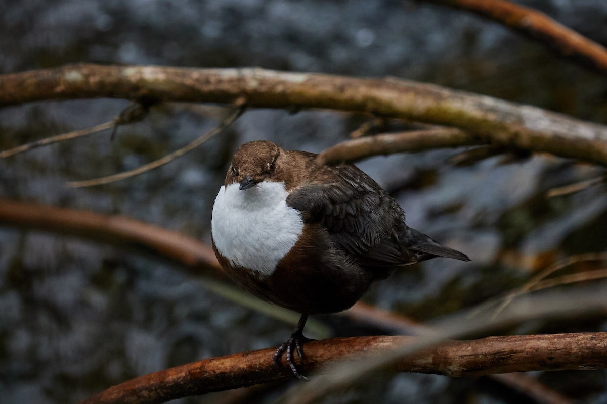 White-throated Dipper - ML635441475
