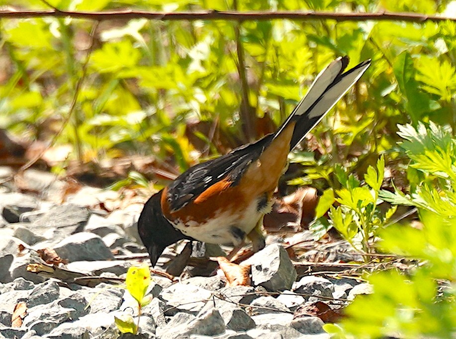 Eastern Towhee - ML635441528