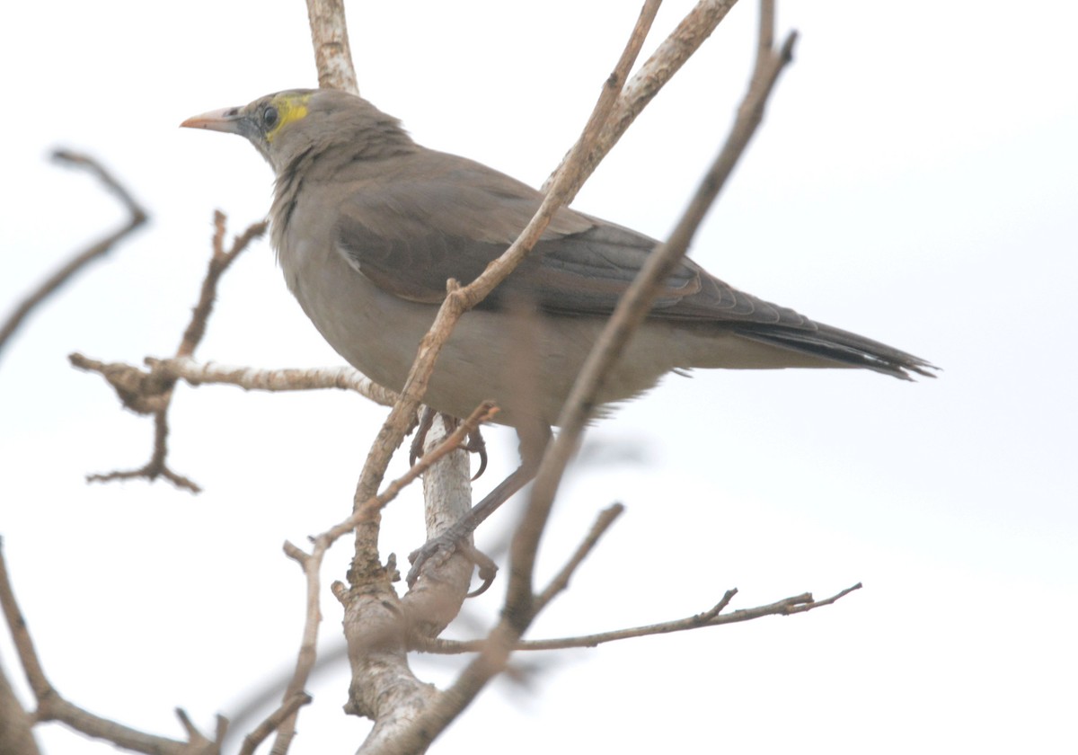 Wattled Starling - ML635441531