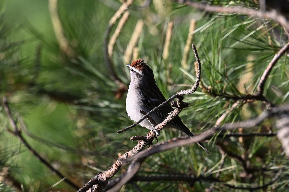 Chipping Sparrow - ML635441549