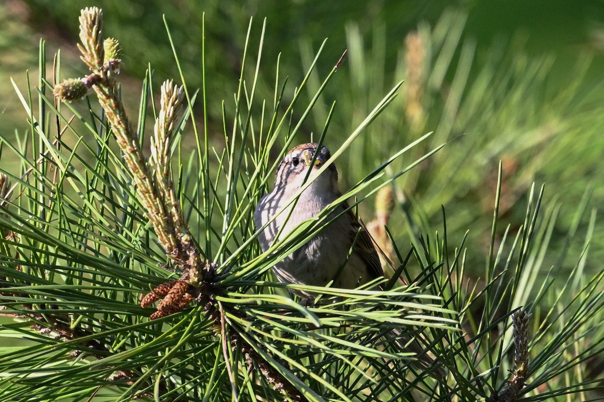 Chipping Sparrow - ML635441550