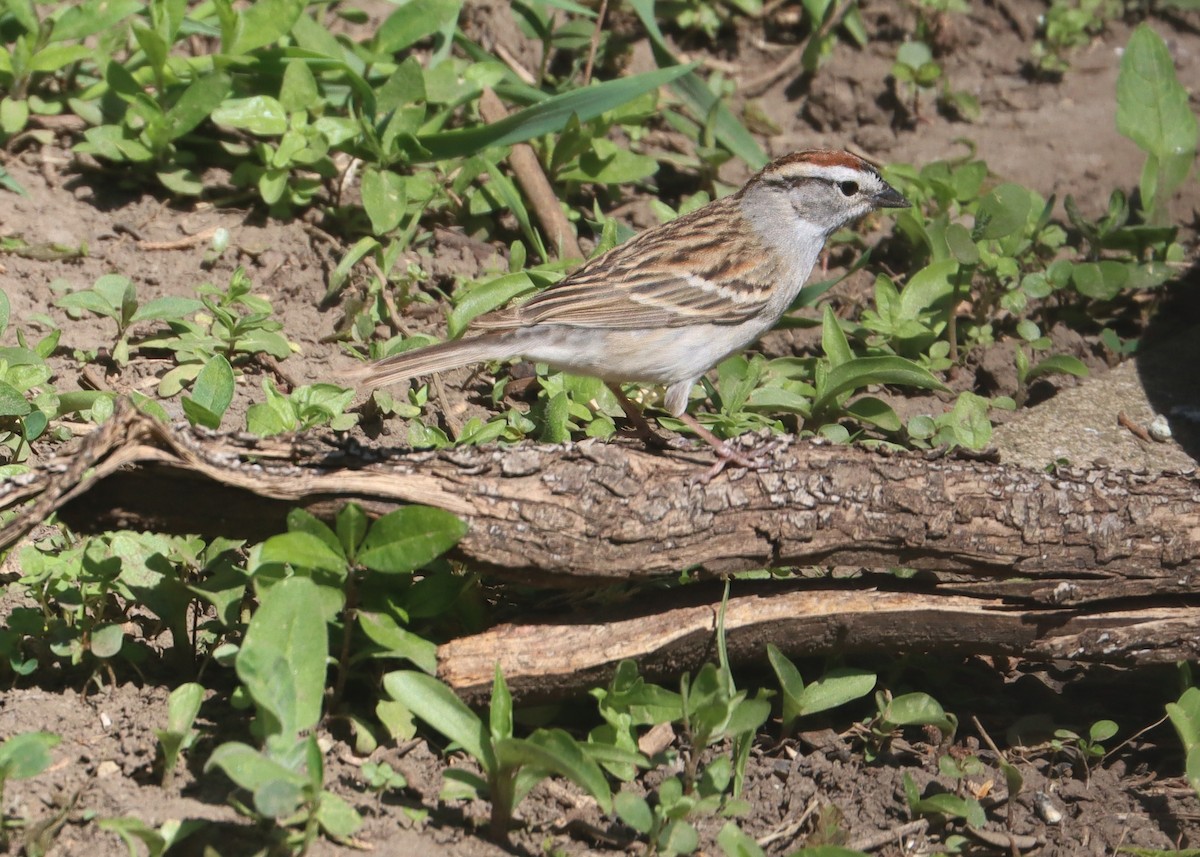 Chipping Sparrow - ML635441552