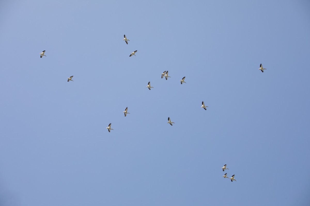 American White Pelican - ML635441661