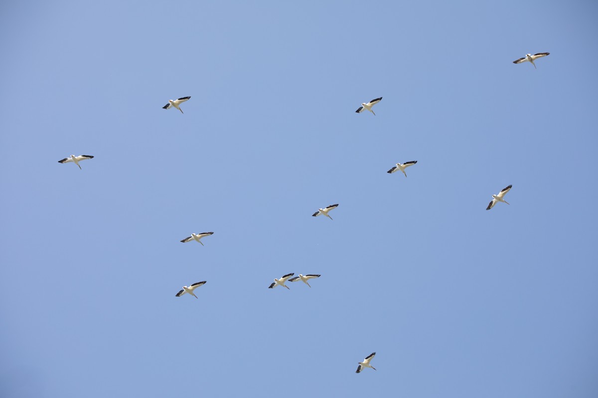 American White Pelican - ML635441662