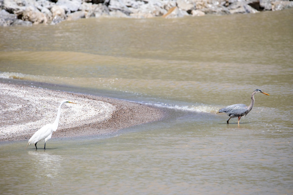 Great Blue Heron - ML635441705