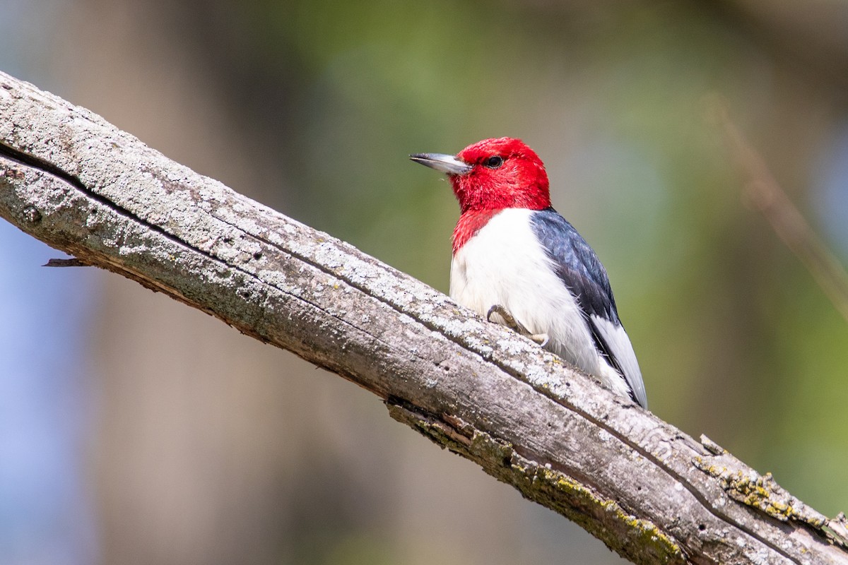 Red-headed Woodpecker - ML635441712