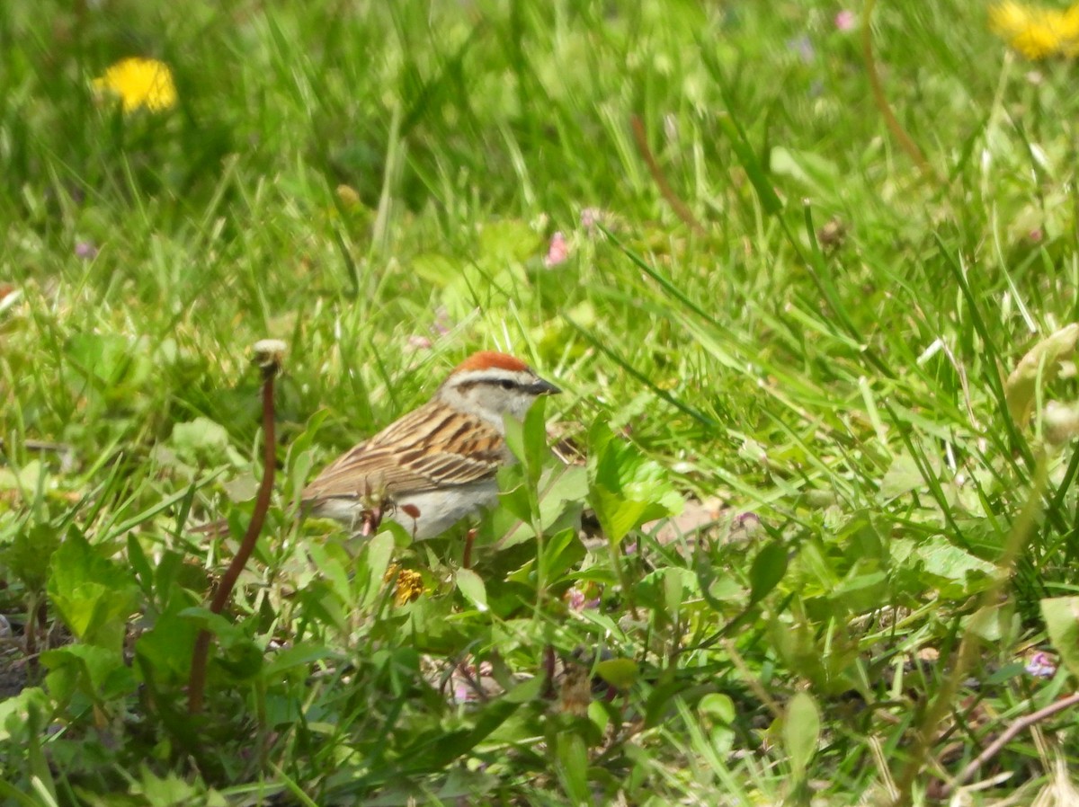 Chipping Sparrow - ML635441733