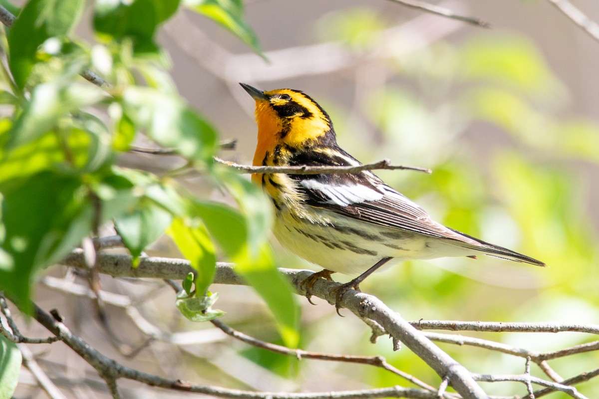 Blackburnian Warbler - ML635441741