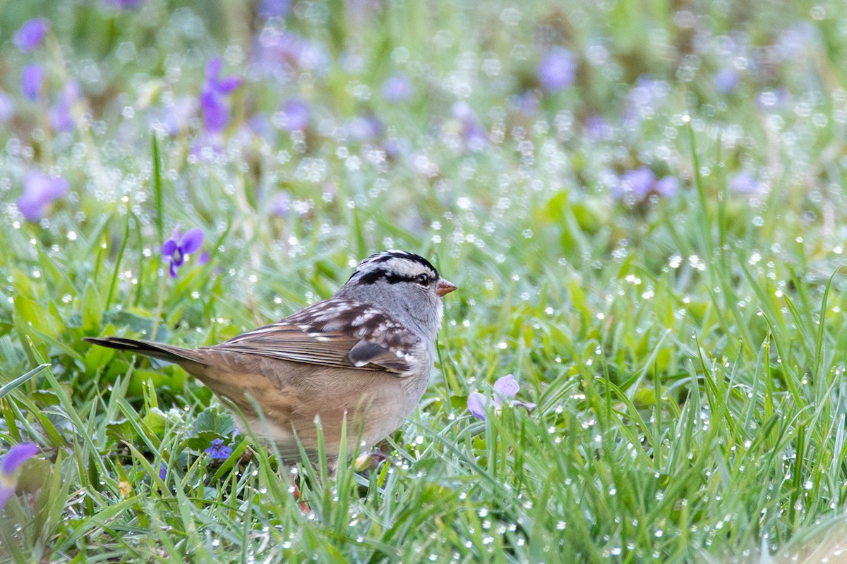 White-crowned Sparrow - ML635441786