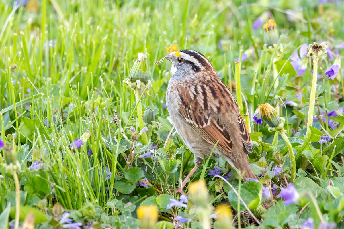White-throated Sparrow - ML635441790
