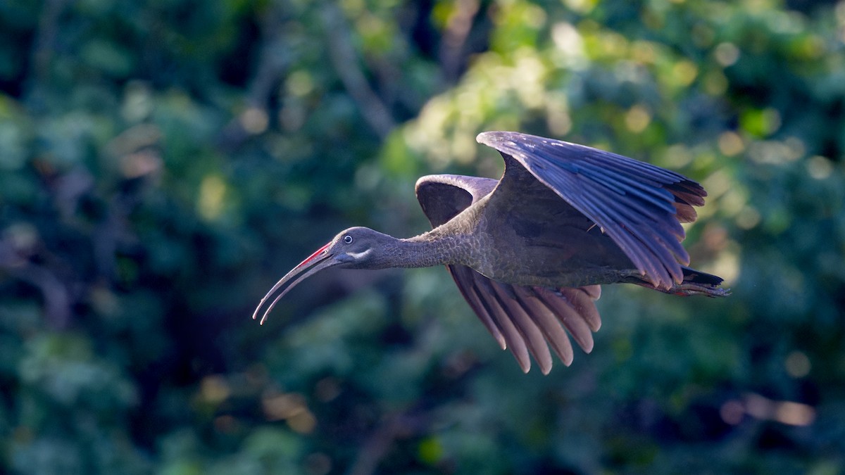 Hadada Ibis - ML635441806