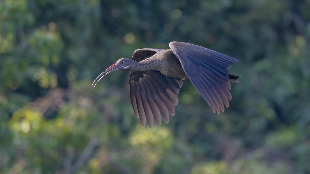 Hadada Ibis - ML635441807