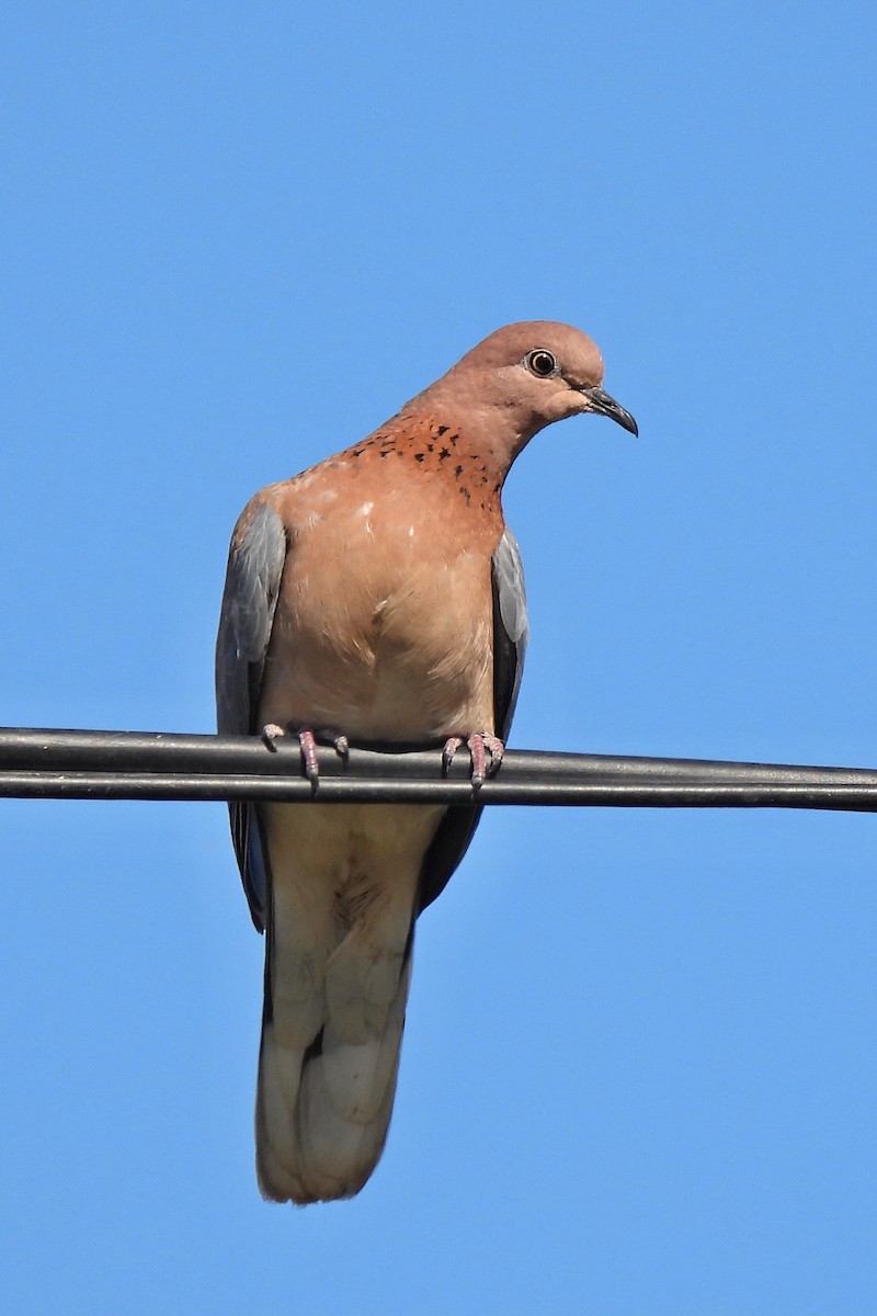 Küçük Kumru - ML635441868