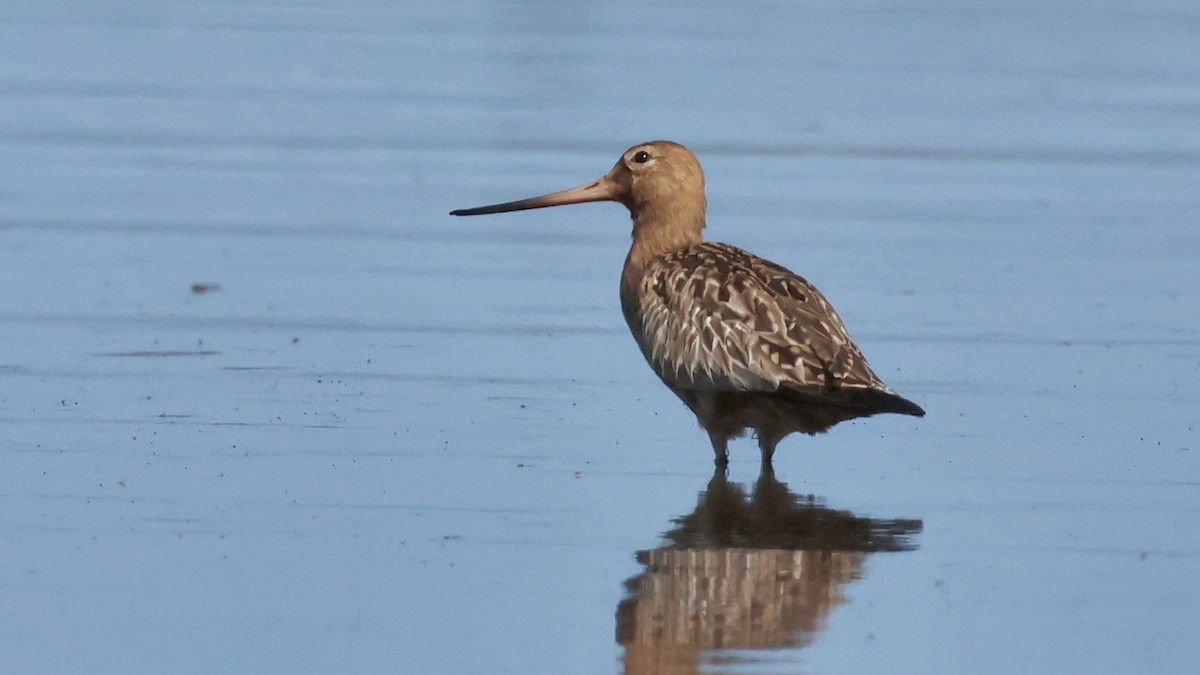 břehouš rudý - ML635441879