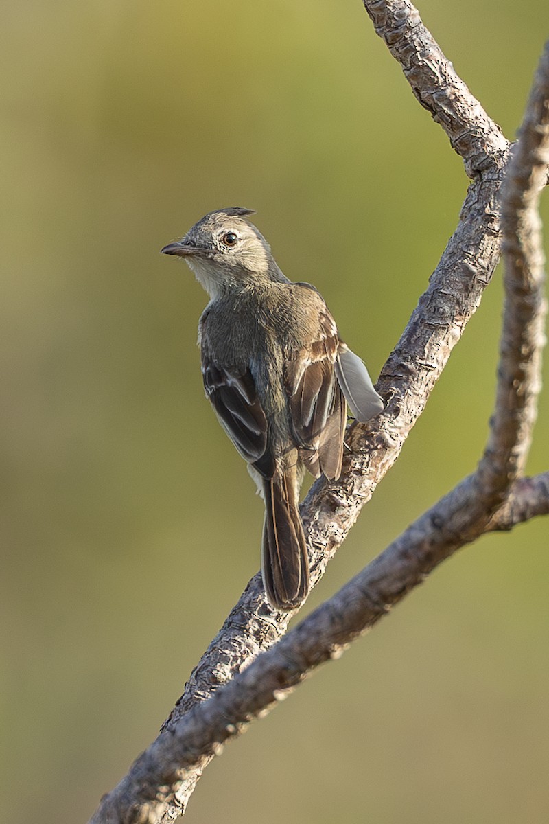 Plain-crested Elaenia - ML635441886