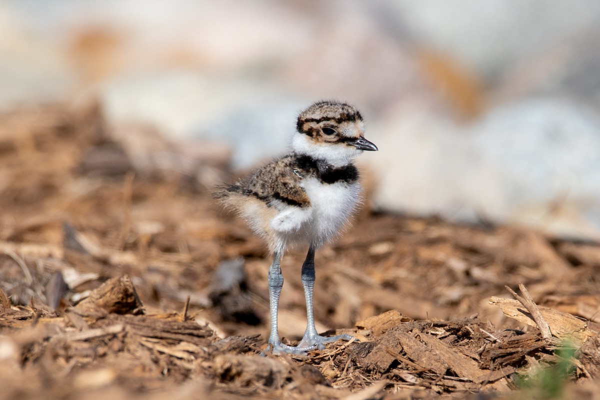 Killdeer - ML635441978