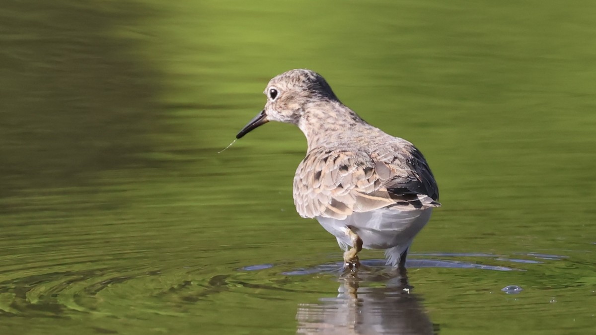 jespák šedý - ML635442106