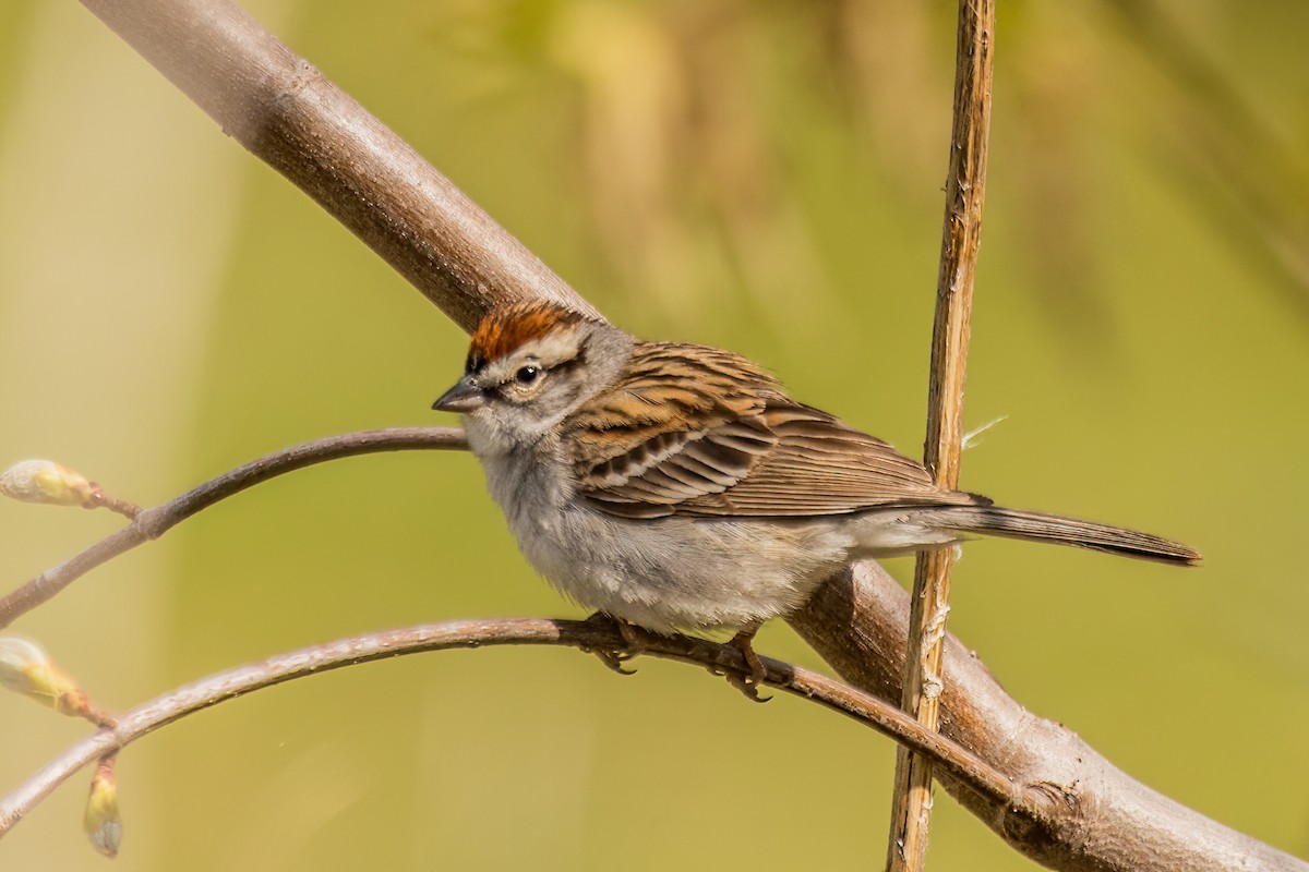 Chipping Sparrow - ML635442173