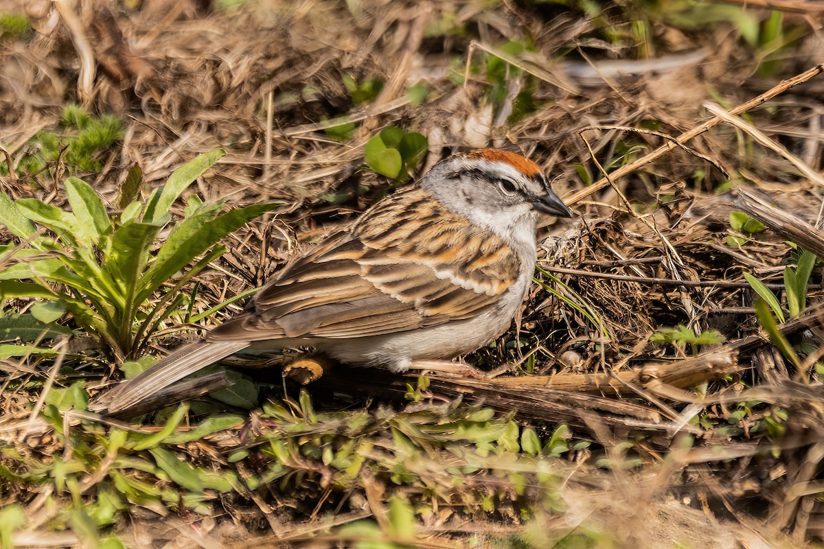 Chipping Sparrow - ML635442175