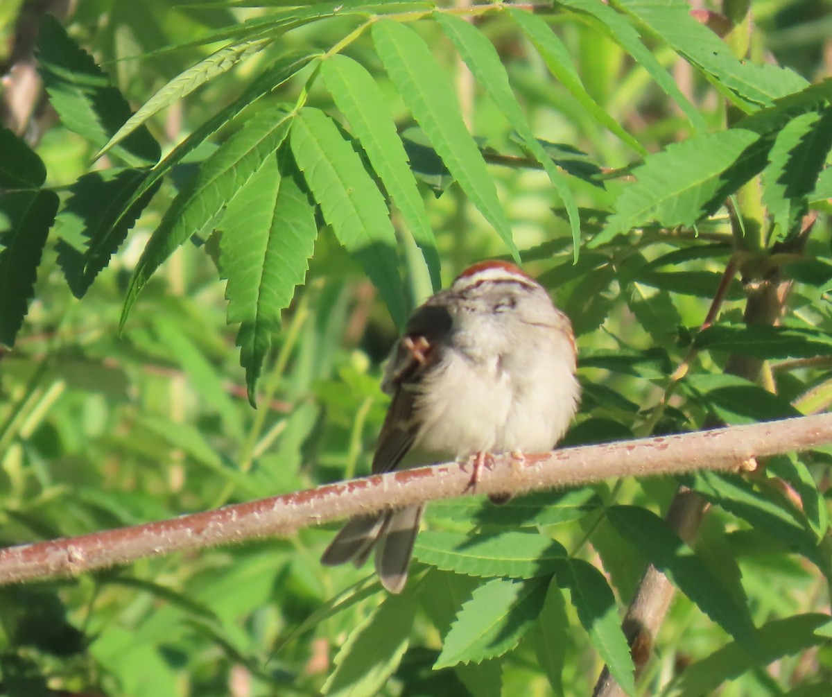 Chipping Sparrow - ML635442185