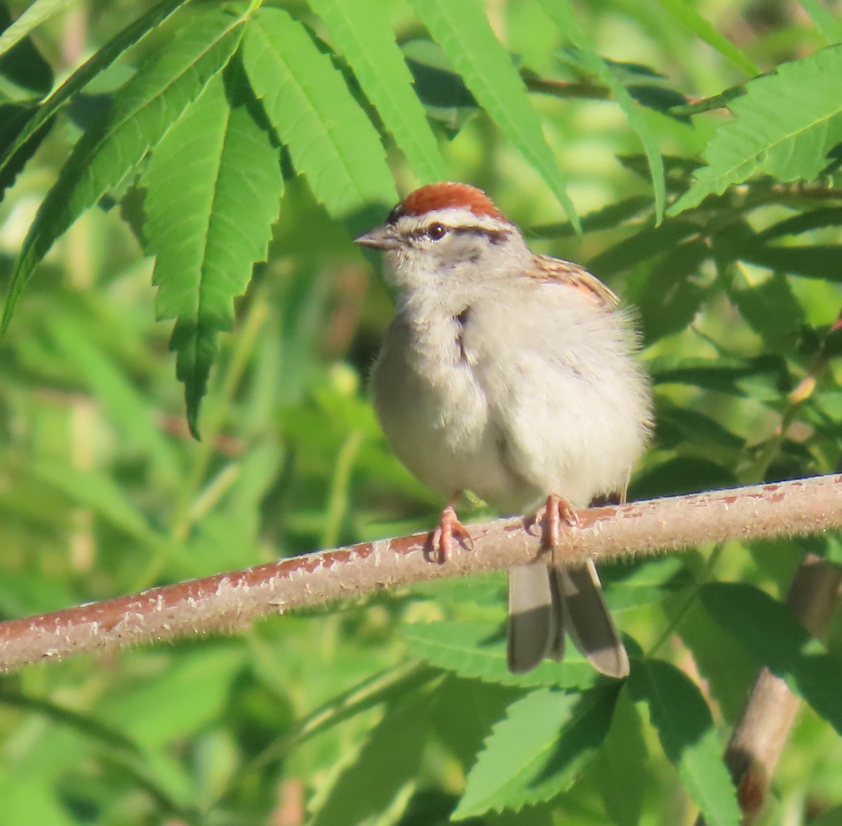 Chipping Sparrow - ML635442195