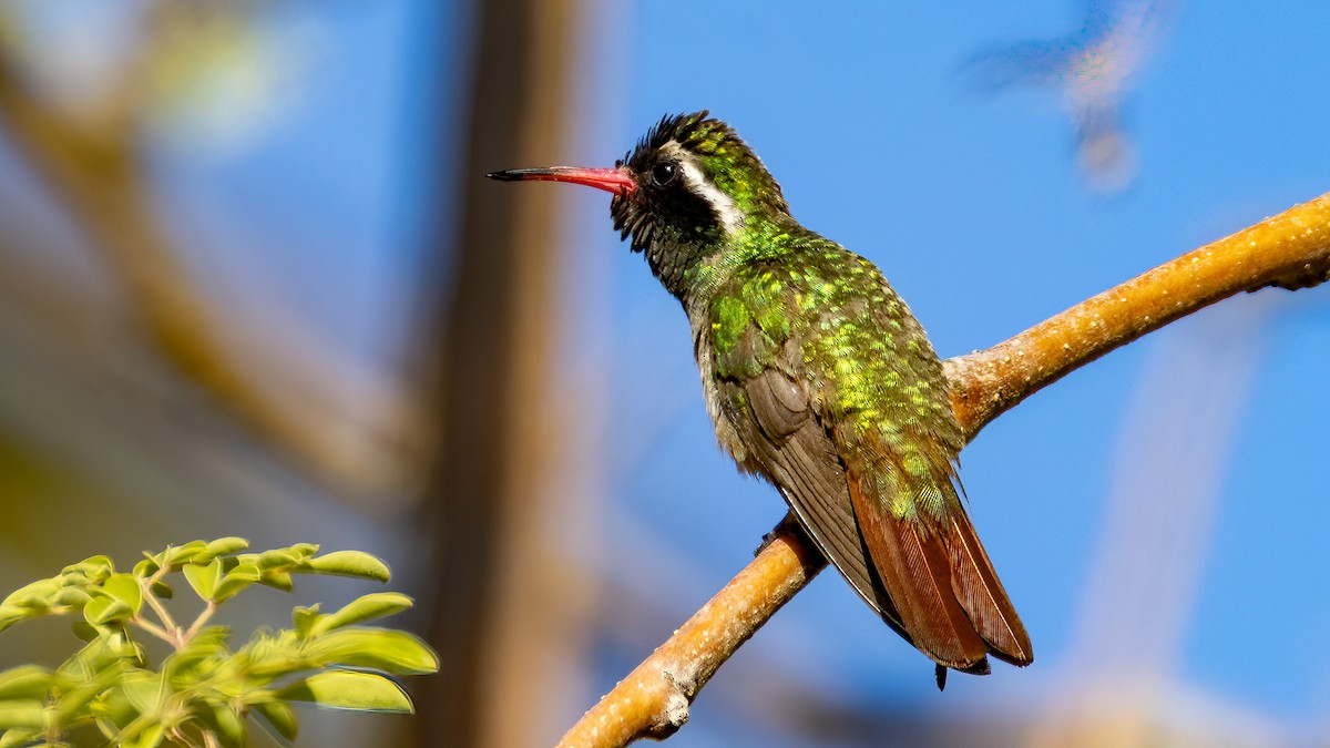 Xantus's Hummingbird - ML635442308