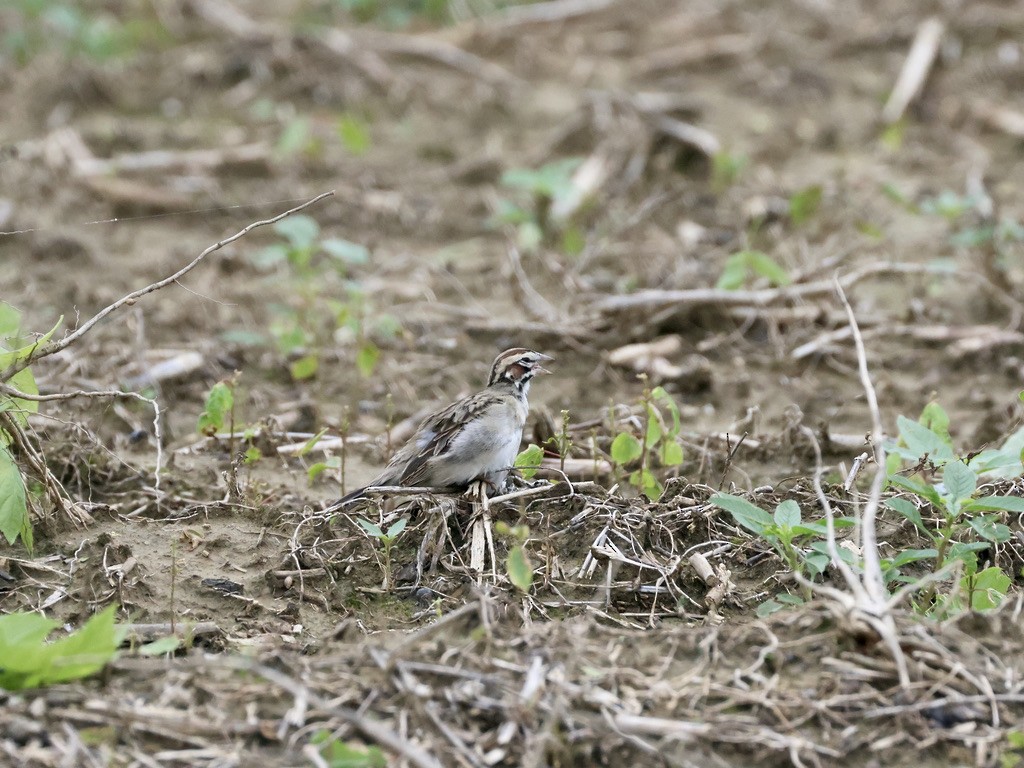 Bruant à joues marron - ML635442604