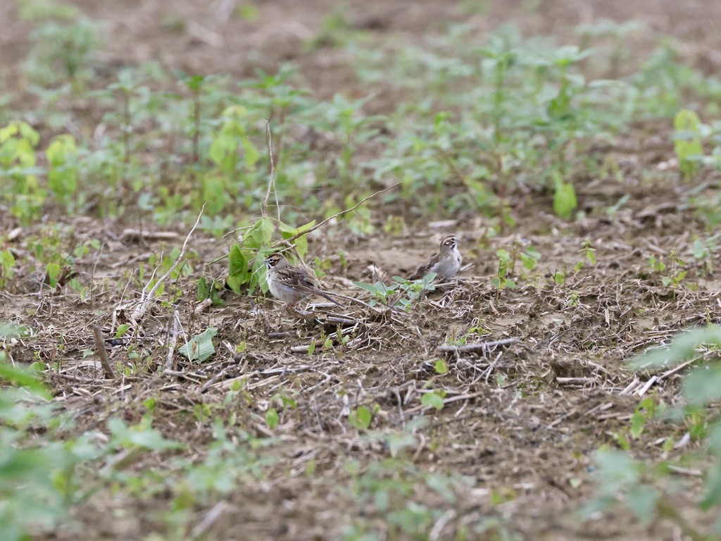 Bruant à joues marron - ML635442605