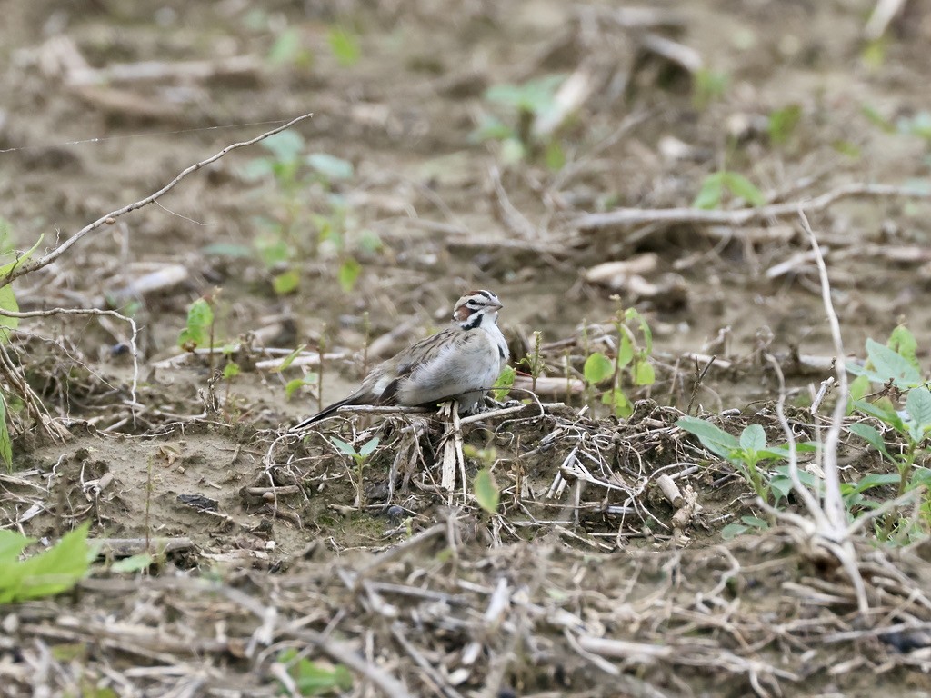 Bruant à joues marron - ML635442606