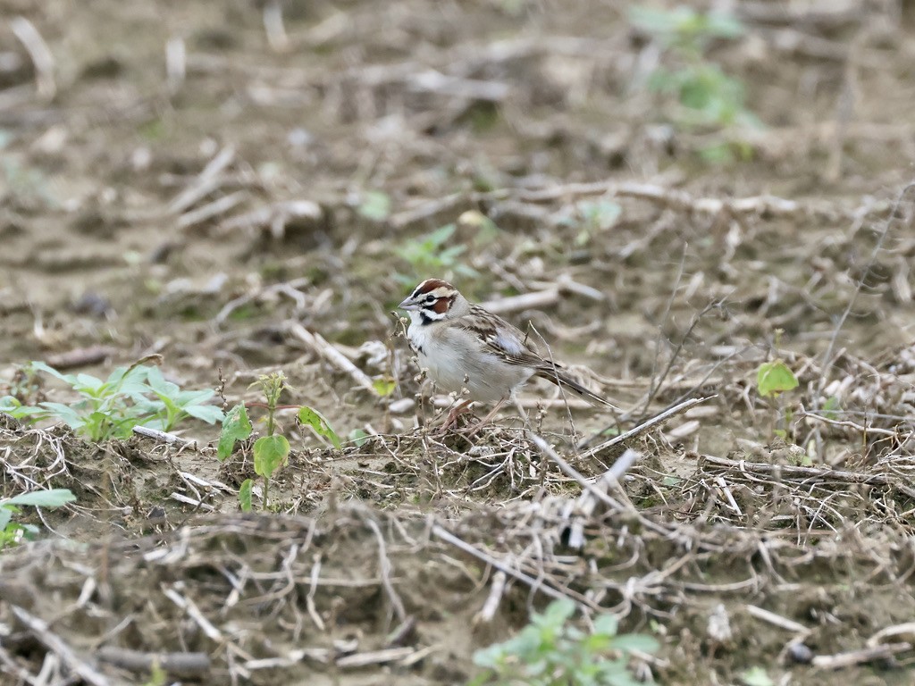 Bruant à joues marron - ML635442607