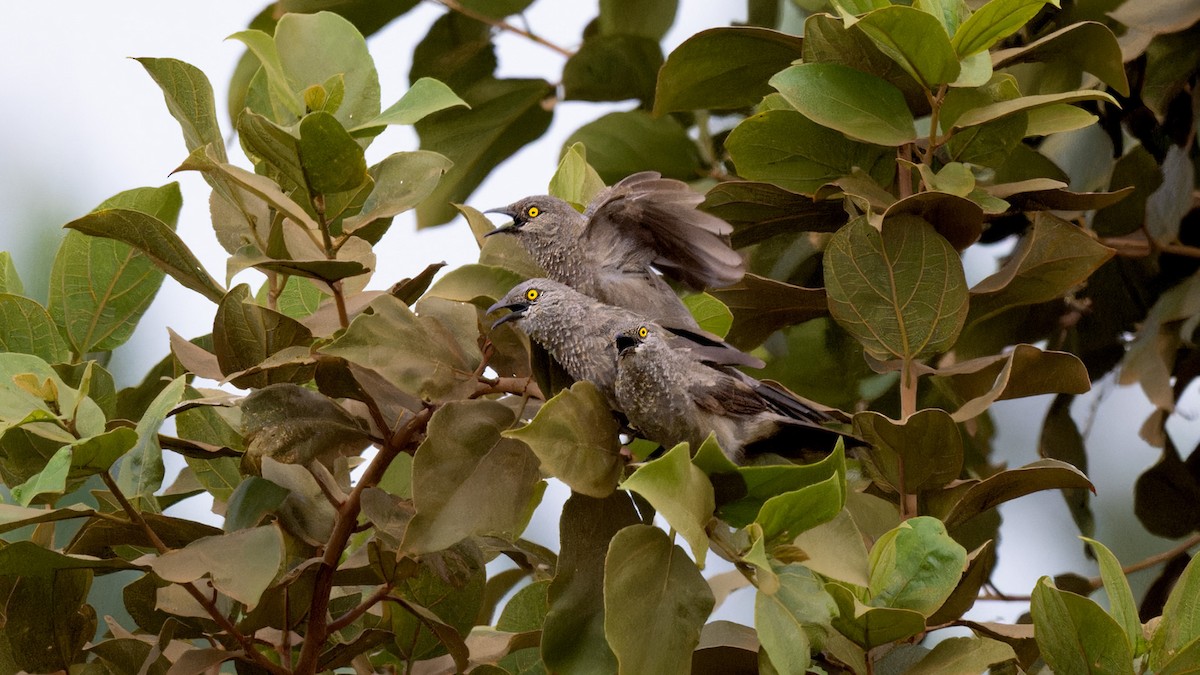 Brown Babbler - ML635442609