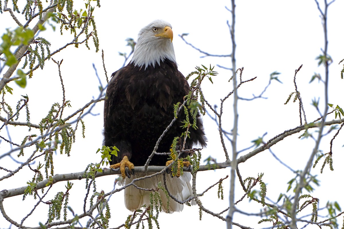 Bald Eagle - ML635442737