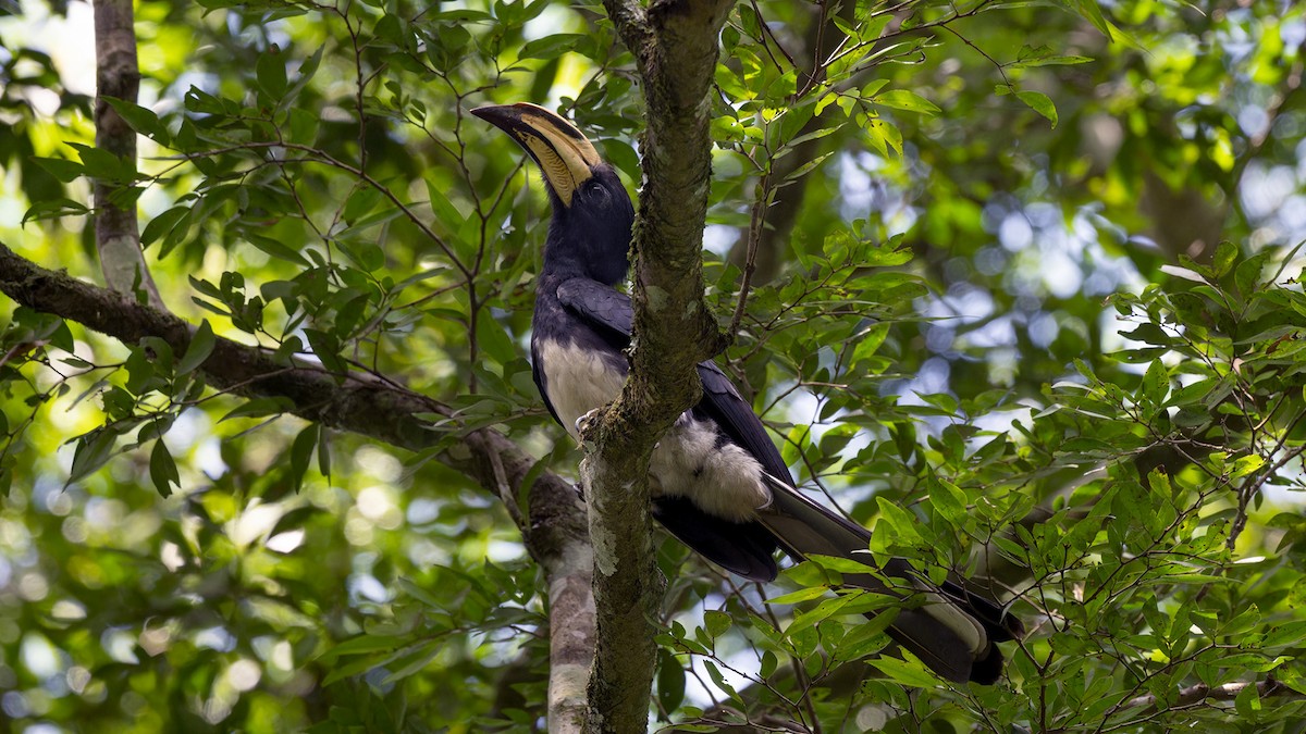 Congo Pied Hornbill - ML635442784