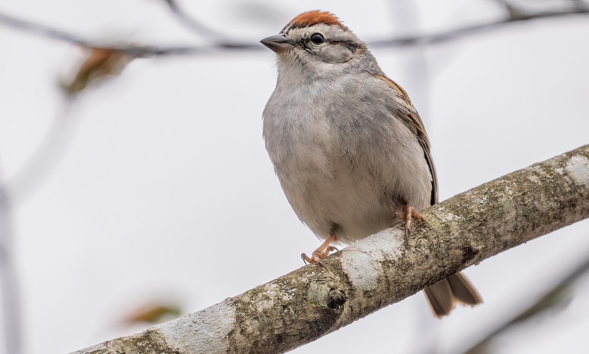 Chipping Sparrow - ML635442821