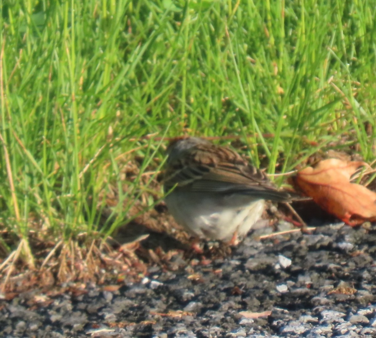 Chipping Sparrow - ML635442875