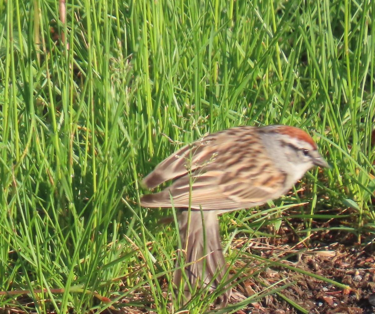 Chipping Sparrow - ML635442894