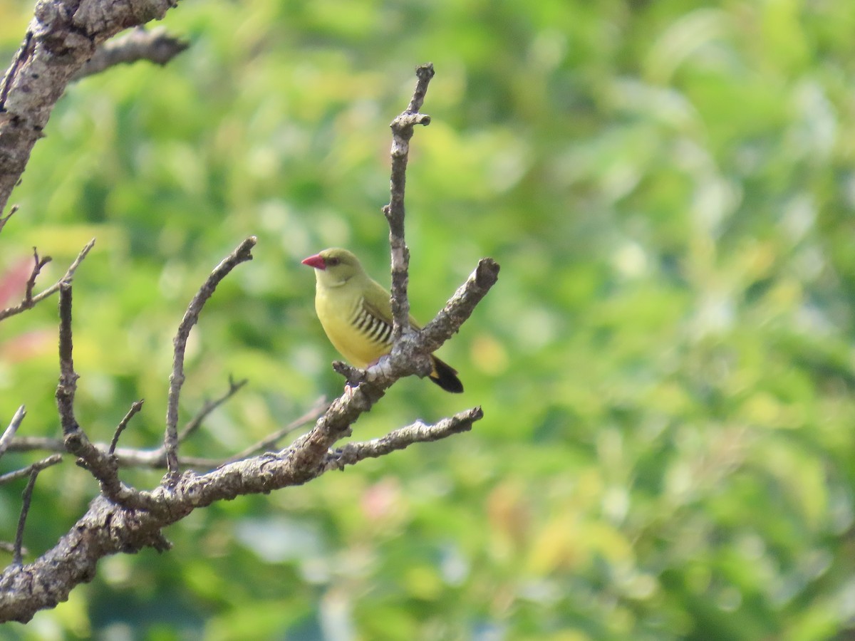 Green Avadavat - ML635442908