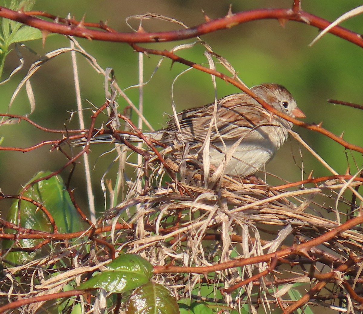 Chipping Sparrow - ML635442932