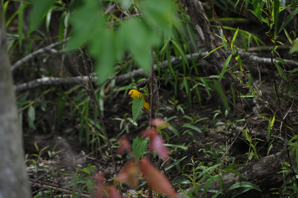 plommeparula - ML635442938
