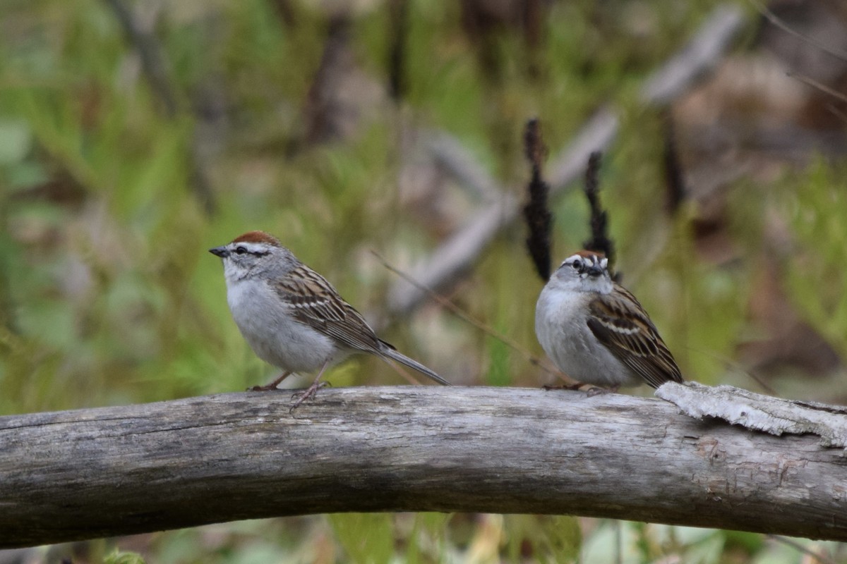 Chipping Sparrow - ML635442968