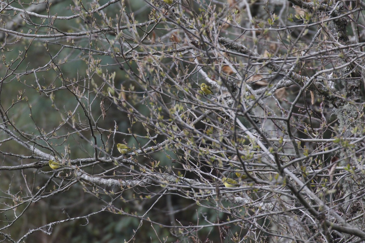 Tibetan Serin - ML635443021