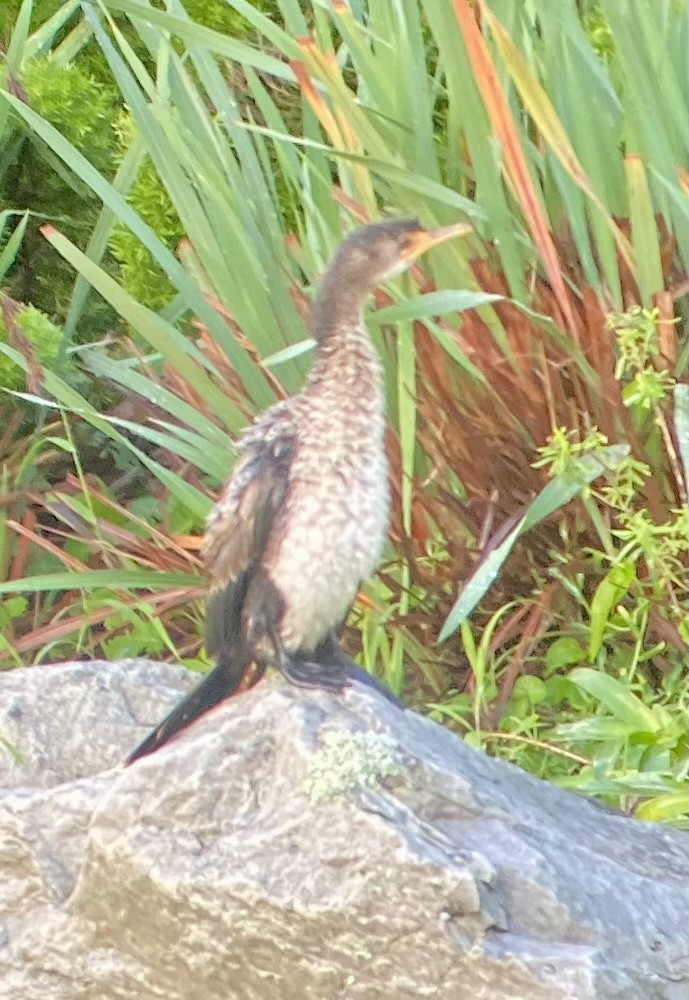 Reed Cormorant - ML635443050