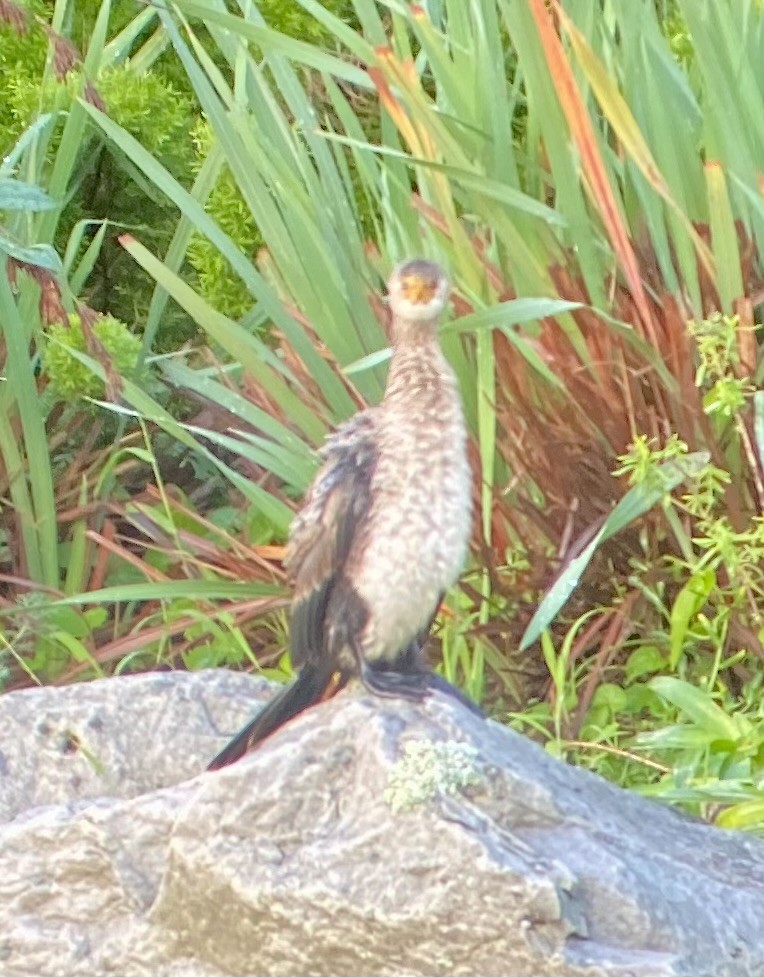 Reed Cormorant - ML635443051