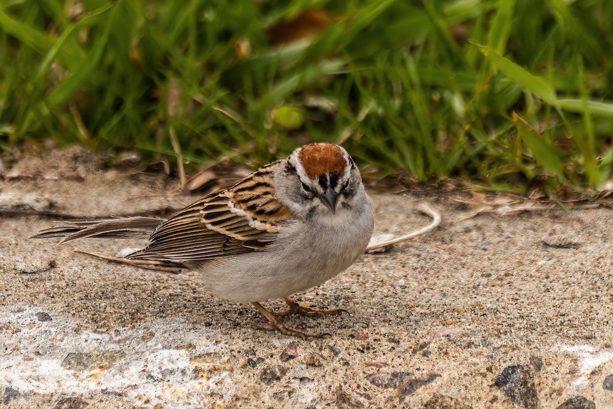 Chipping Sparrow - ML635443054