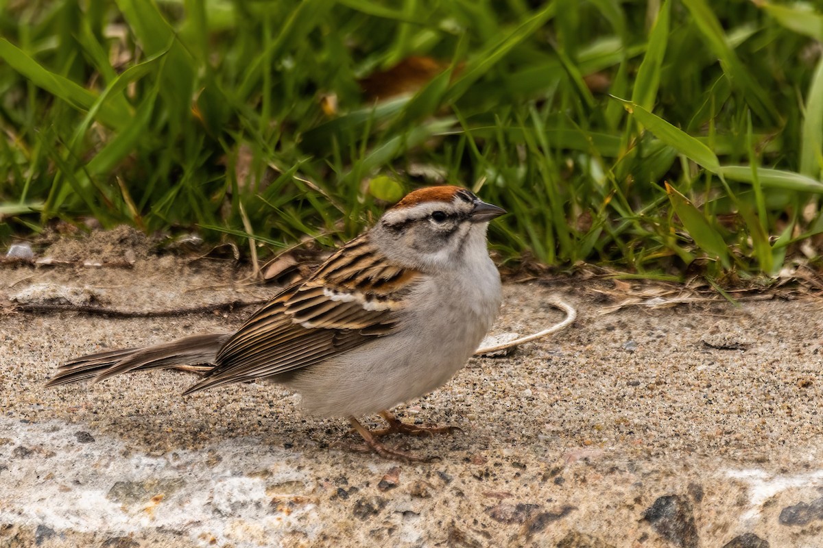 Chipping Sparrow - ML635443055