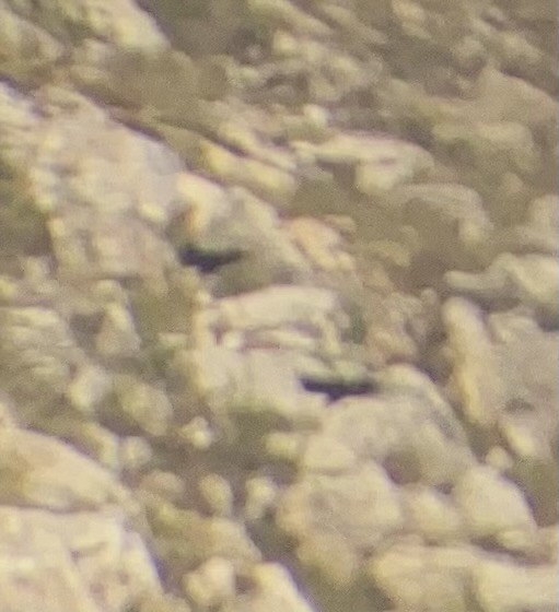 White-necked Raven - ML635443133