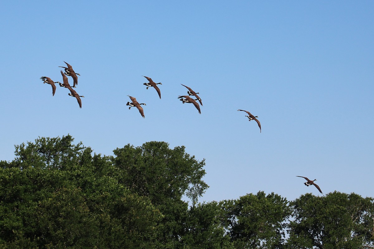 berneška velká - ML635443221