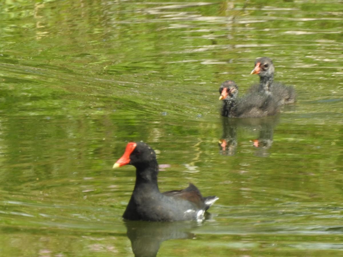 Common Gallinule - ML635443232
