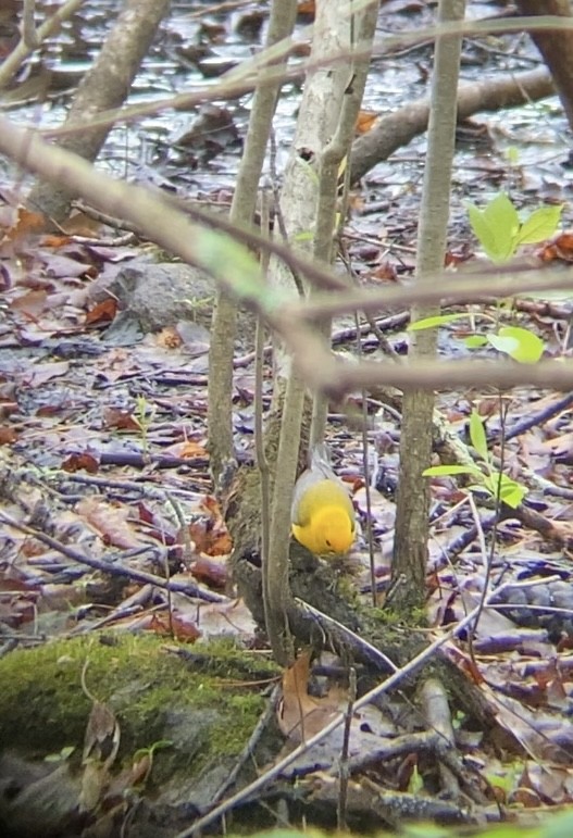 Paruline orangée - ML635443233
