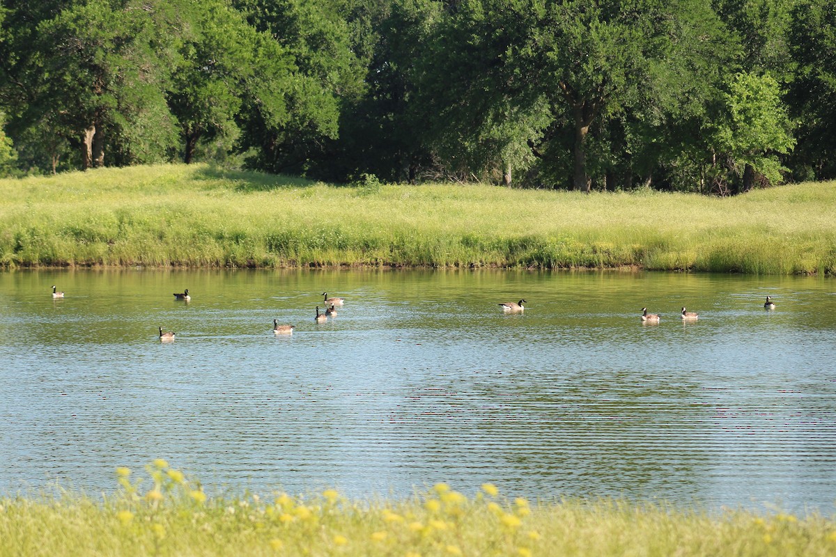 berneška velká - ML635443236